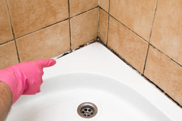 Home Mold Removal in Mobile, AL