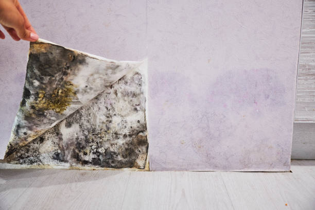 Best Attic Mold Removal  in Mobile, AL